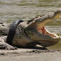 Krokodils Indonēzijā jau vairāk nekā gadu iesprūdis riepā