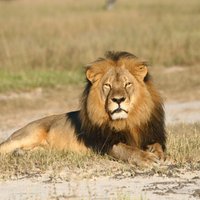 Убийцей известного льва в Зимбабве оказался американский дантист