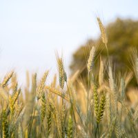 LLKC: sausums apdraud graudaugu sējumus; bēdīgākā situācija – Kurzemē