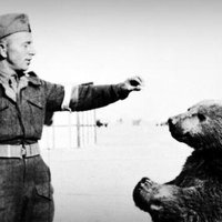 Atskats vēsturē: Poļu armijai Itālijā munīciju pienesa Sīrijas brūnais lācis