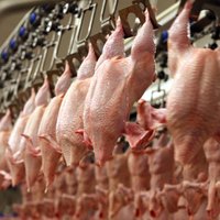 Суд прекратил процесс правовой защиты птицефабрики Ķekava