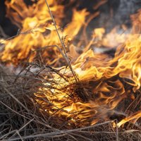 Šogad dzēsti jau vairāk nekā 150 kūlas ugunsgrēki