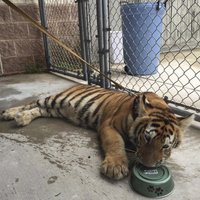 В тайском монастыре найдены 40 мертвых тигрят