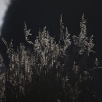 Siguldas novadā naktī izglābj mežā apmaldījušos cilvēku