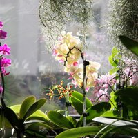 Neizprotamās orhidejas – kā tās pareizi kopt?