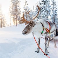 Земля 180 тысяч оленей и одного Санта-Клауса: зачем зимой ехать в финскую Лапландию