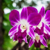 Kā pareizi pārstādīt orhideju?