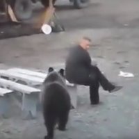 Video: Drosmīgs vīrietis Krievijā nenobīstas no lāča