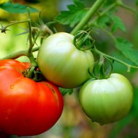 Kas jāievēro, lai pašu dārzā būtu sulīga un bagātīga tomātu raža?