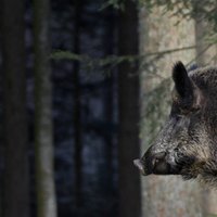 Somijā ĀCM dēļ iesaka neievest mežacūku gaļu no Baltijas valstīm un Polijas