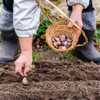 Dārzeņu dobe rudenī: ko stādīt un kā sagatavot augsni