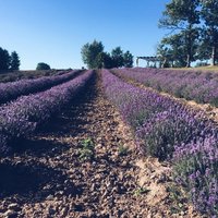 ФОТО: В Курземе и Видземе цветут ароматные лавандовые поля