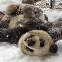 Video: Milzu panda kārtīgi izvārtās sniegā