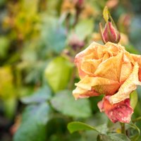 Ar kūdru un salmu žodziņiem – tautas padomi rožu ieziemošanai