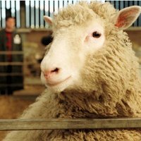 Быстрое старение клонированной овечки Долли оказалось мифом