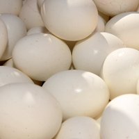 Тукумский край отказался от строительства украинского производства яиц