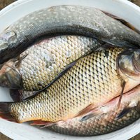 VVD lašveidīgo zivju nārsta migrācijas periodā atklājis 24 nelikumīgas zivju ieguves gadījumus