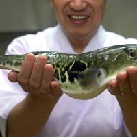 Japānā izsludināta trauksme indīgu fugu zivju dēļ