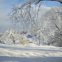 Больше всего снега за ночь выпало в Риге и Добеле