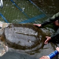 Во Вьетнаме умерла старейшая в мире гигантская священная черепаха