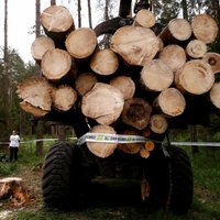 EK sūdz Poliju tiesā par koku izciršanu Belovežas gāršā