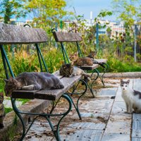 Ветеринары: "кошачий городок" в Риге опасен для людей, а животные в нем будут страдать
