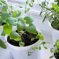 Mājas aptieciņa uz palodzes – augi veselībai, ko audzēt mājās ziemā un agrā pavasarī