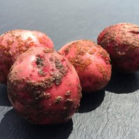 Kartupeļu kraupis – kā cīnīties ar šo slimību