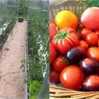 Pieredzes stāsts: kā siltumnīcā audzēt tomātus, lai tie mazāk jālaista