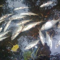 Masveida zivju bojāeja Šlokenbekas ezerā: prokuratūra sāk kriminālprocesu