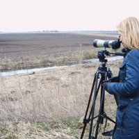 Птичьи базары: Лучшие места в Латвии для наблюдения за птицами