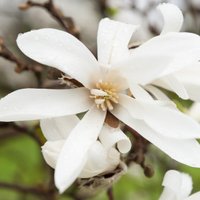 Foto: Pārdaugavā plaukst valdzinošās magnolijas