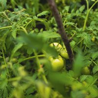 Jau augusta beigas, bet ķekari zaļi! Ko iesākt ar lauka tomātiem