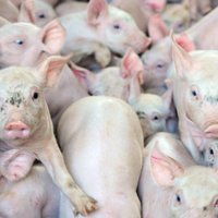 ПВС назначила плату за голову каждой дикой свиньи; выплаты стартуют 24 февраля