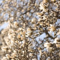 Pārdaugavā ziedus raisa lielākā magnoliju kolekcija Latvijā