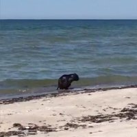 Video: Bebrs mīlīgi vannojas jūras vilnīšos