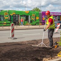Foto: Rīgā likvidē nelikumīgu autostāvvietu; tur ierīko koku apdobes