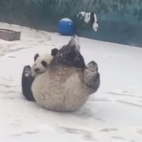 Video: Panda priecājas par sniegu un met kūleni
