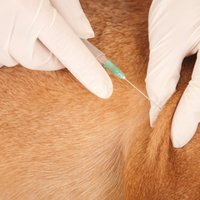 В Даугавпилсе от бешенства умерла женщина, ПВС призывает вакцинировать животных
