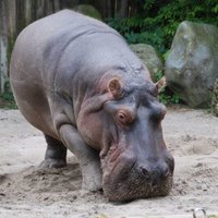 Aizrijoties ar apmeklētāja mestu tenisa bumbiņu, nomirst Frankfurtes zoo mīlulis