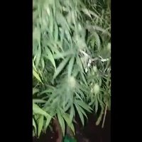 Valsts policija atklājusi marihuānas audzētavu Bauskas novadā