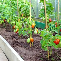 Kas jāievēro, stādot siltumnīcā tomātus, gurķus un papriku?