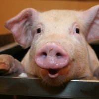 Пять свиней в Циблском крае заболели африканской чумой