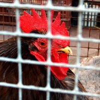 Акции крупнейшей латвийской птицефабрики проданы с аукциона