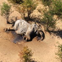Ziloņu mīklainā masveida izmiršana Botsvānā: izskan versija par cēloni