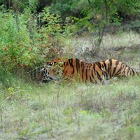 Амурский тигр Кузя, выпущенный Путиным, сбежал в Китай