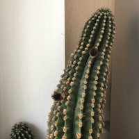 Lasītājs jautā: kāpēc kaktusam izauguši pūkaini izaugumi