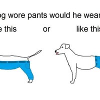 Beidzot atbildēts uz mokošo jautājumu: kā suns valkātu bikses?