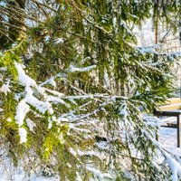 Foto: Ziemīgi skati – Skrīveru dendroloģiskais parks sniega segā