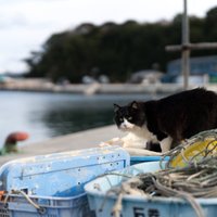 Četri pūkaiņi uz vienu cilvēku – kaķu sala piesaista tūristus Japānā